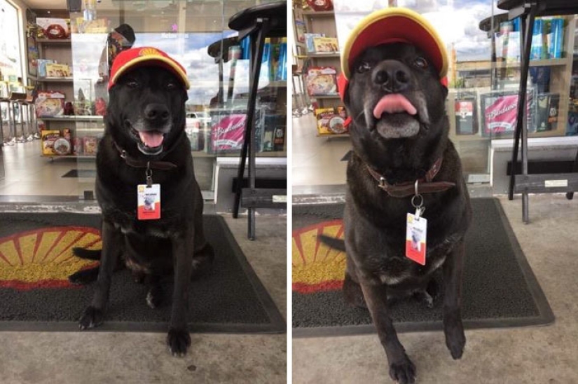 Abandoned at the gas station, the dog got a job and the love of new owners