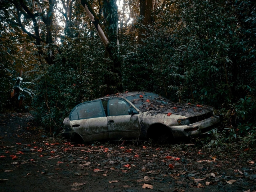 Abandoned cars in the Hawaiian jungle: a photographic project of Thomas Strigelsky