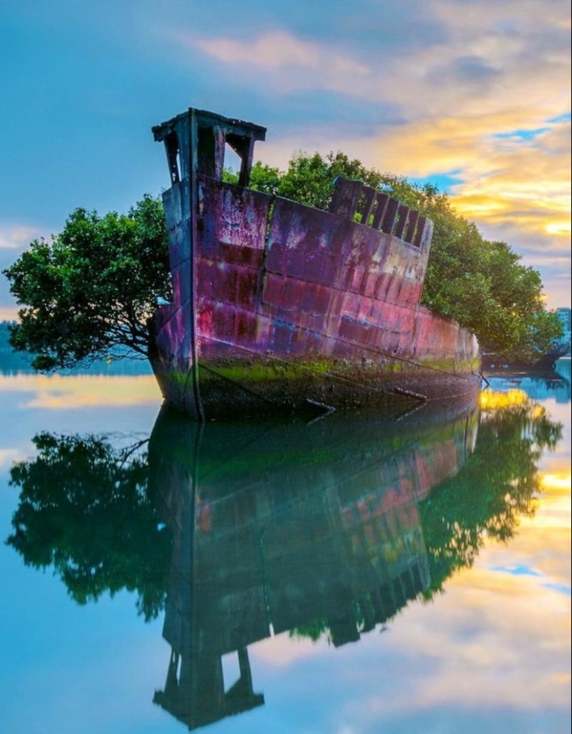 Abandoned ship SS Ayrfield - floating mangrove forest