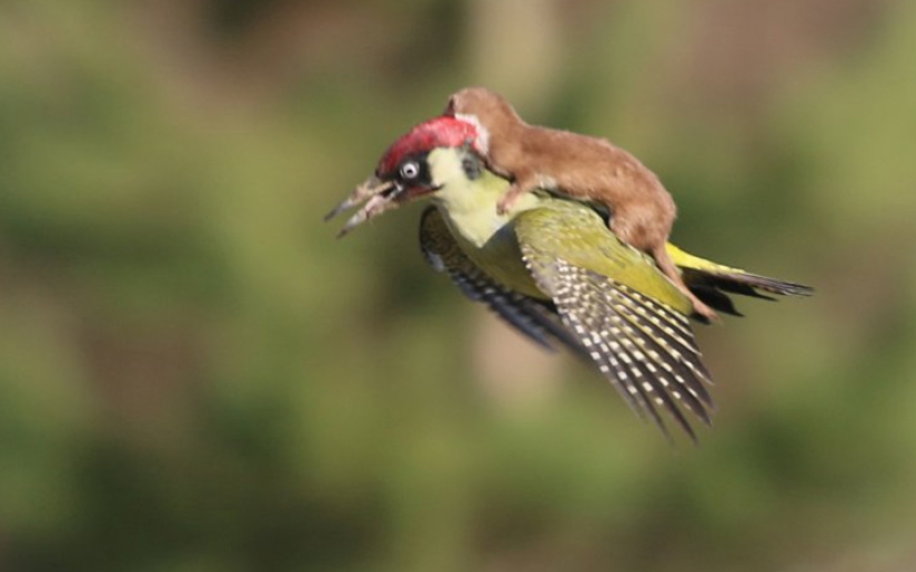 About how the woodpecker rolled caress