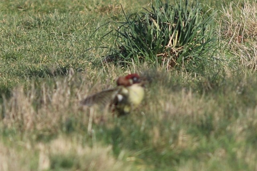 About how the woodpecker rolled caress