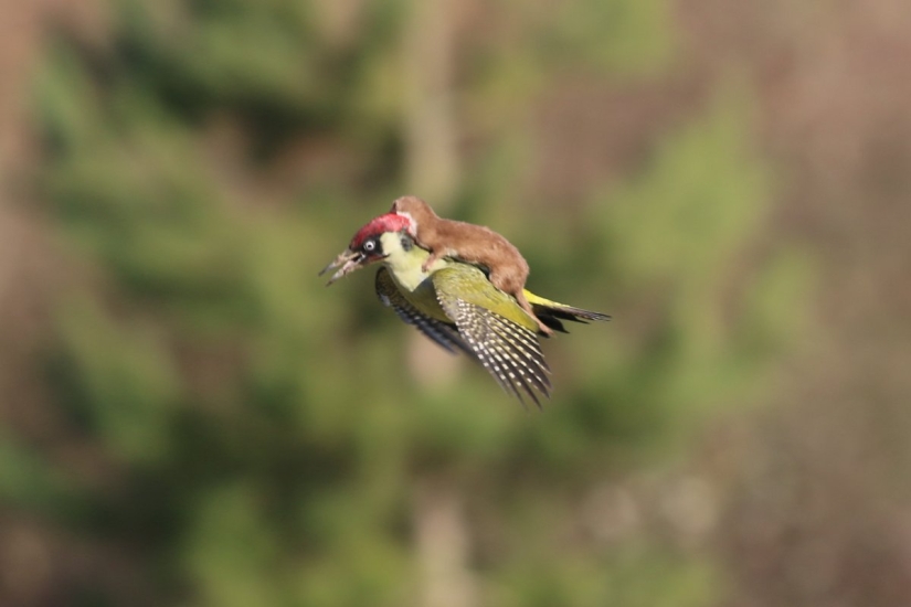 About how the woodpecker rolled caress