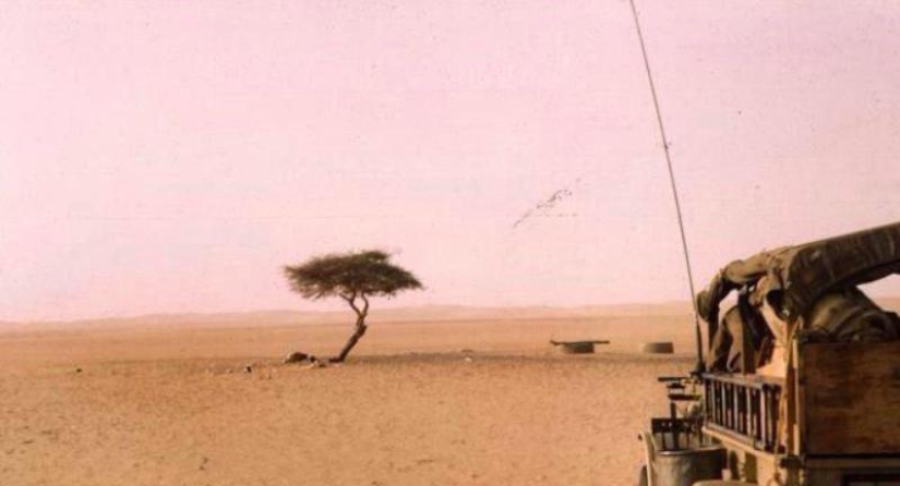 Acacia Tenere: el árbol más solitario de nuestro planeta