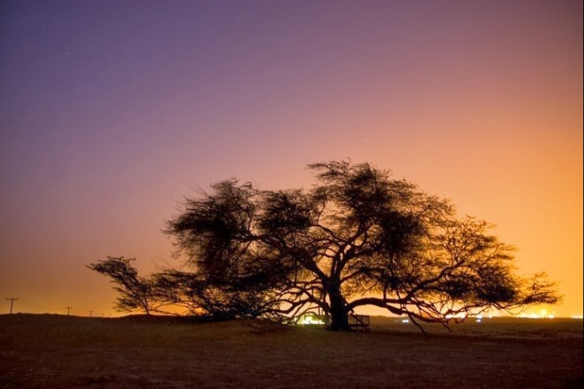 Acacia Tenere: el árbol más solitario de nuestro planeta