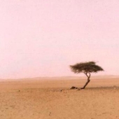 Acacia Tenere - the loneliest tree on our planet