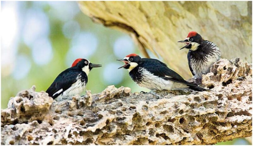 Acorn woodpeckers, or How to build socialism on a particular tree