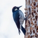 Acorn woodpeckers, or How to build socialism on a particular tree
