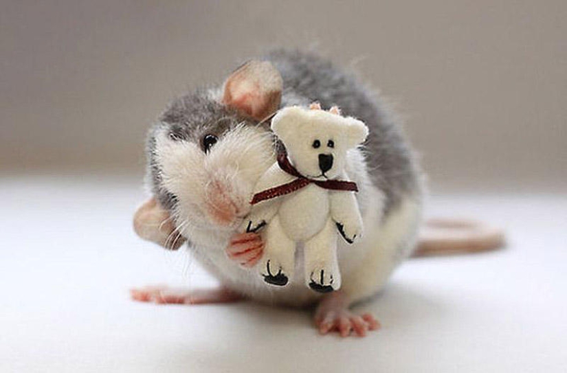 Adorable rats with teddy bears