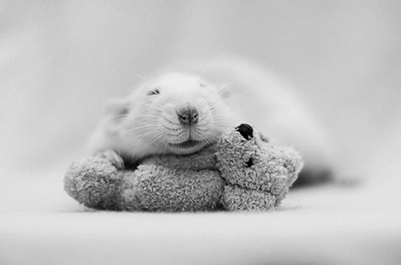 Adorable rats with teddy bears