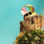 Adorable spiders in hats made of water