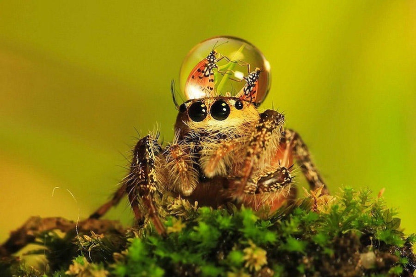 Adorable spiders in hats made of water