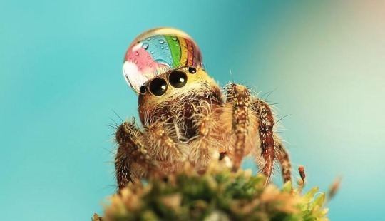 Adorables arañas con sombreros hechos de agua
