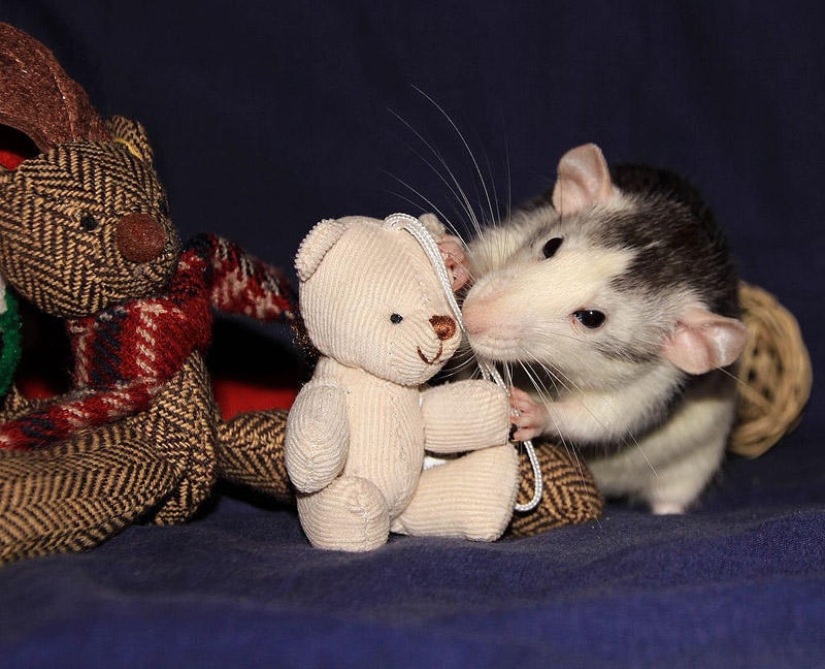 Adorables ratas con osos de peluche