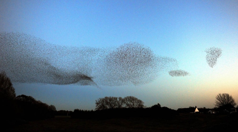 Aerial dance of thousands of starlings in the skies over Scotland
