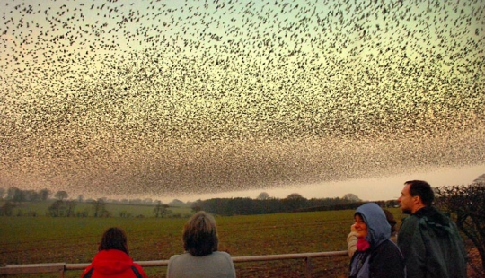 Aerial dance of thousands of starlings in the skies over Scotland