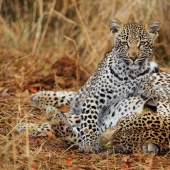 African leopards in photographs by Greg du Toit