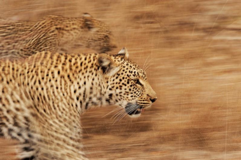 African leopards in photographs by Greg du Toit