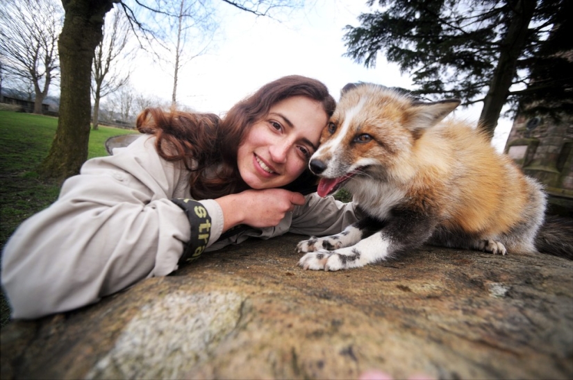 After he was rescued, this fox cub decided to become a real faithful dog