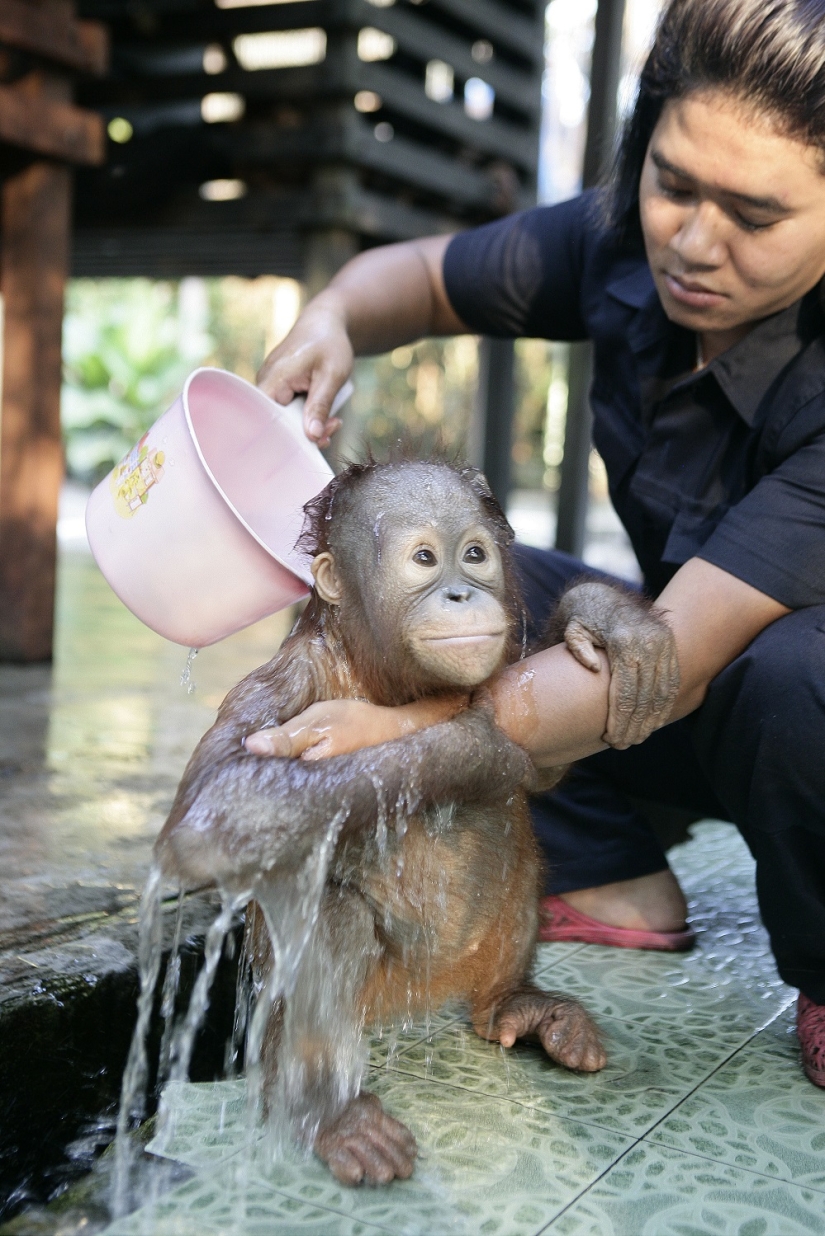 Agua-agua, lávame la cara: bañar a un bebé orangután