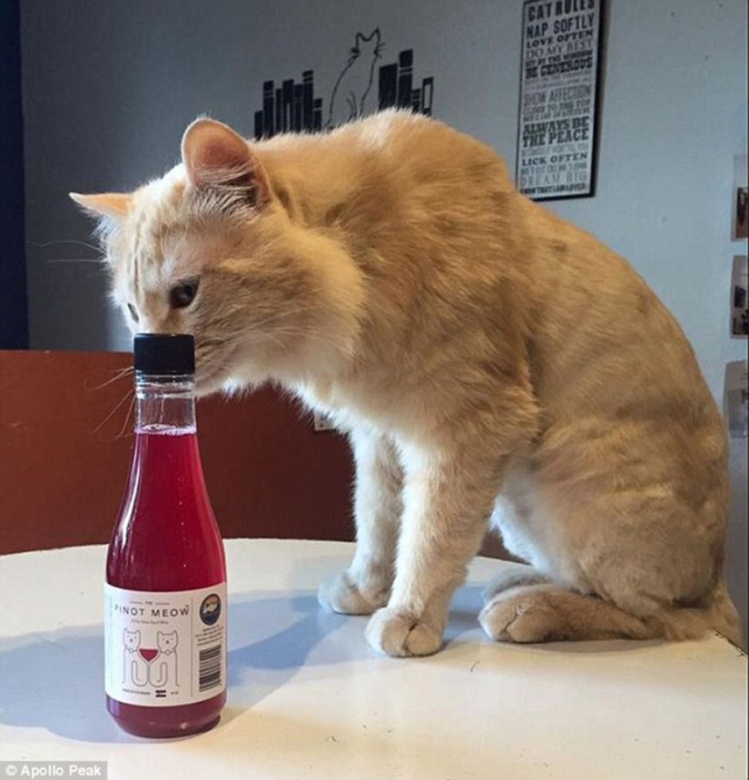 Ahora puedes tintinear vasos y beber con el gato