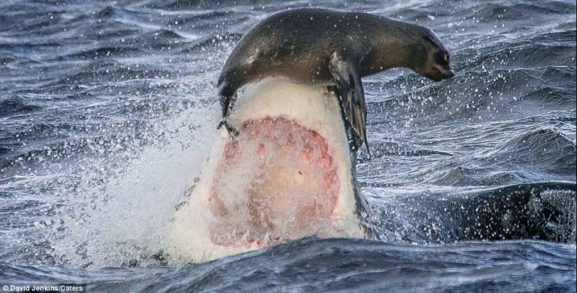 Al borde de la muerte: un día feliz para una foca