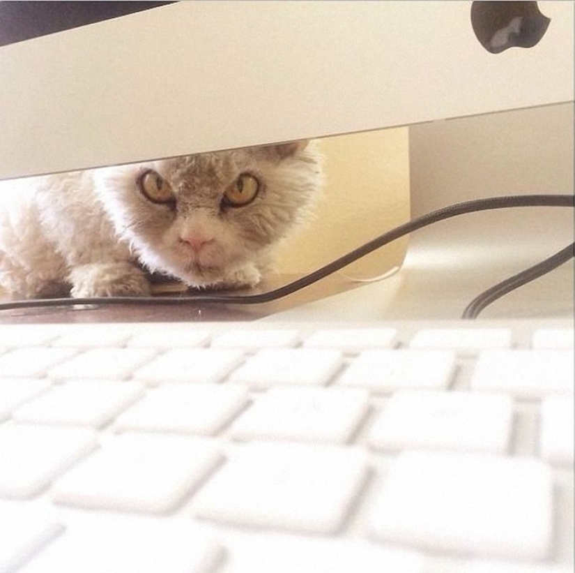 ¿Albert es el gato más malvado de Internet?