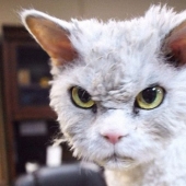 Albert is the most evil cat on the internet?