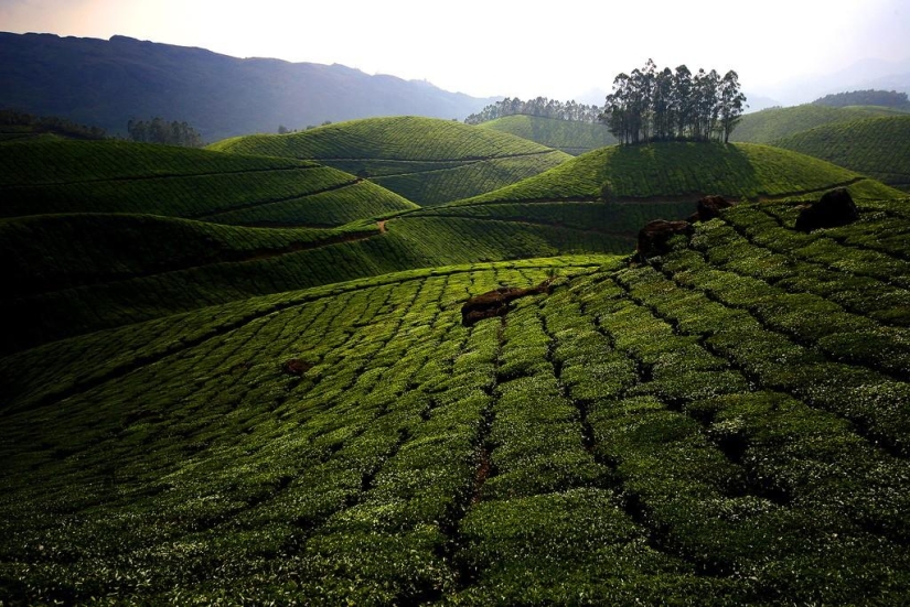 Alfombras verdes de plantaciones de té en India