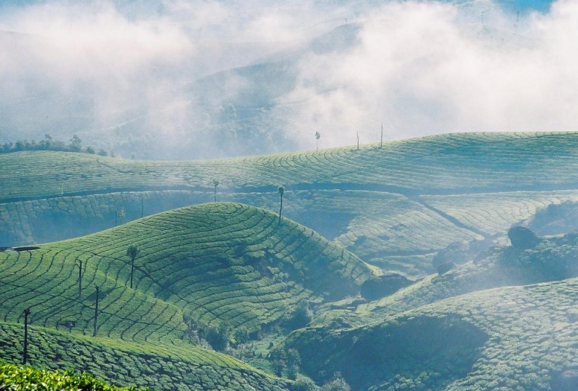 Alfombras verdes de plantaciones de té en India