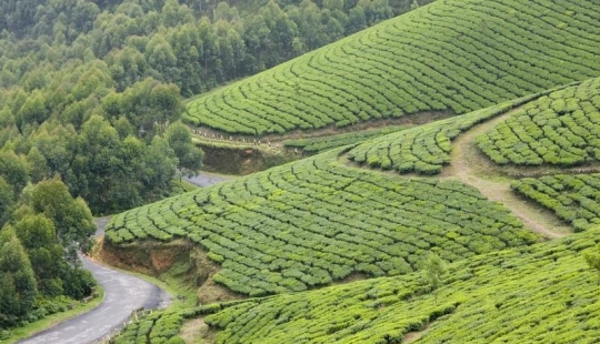 Alfombras verdes de plantaciones de té en India