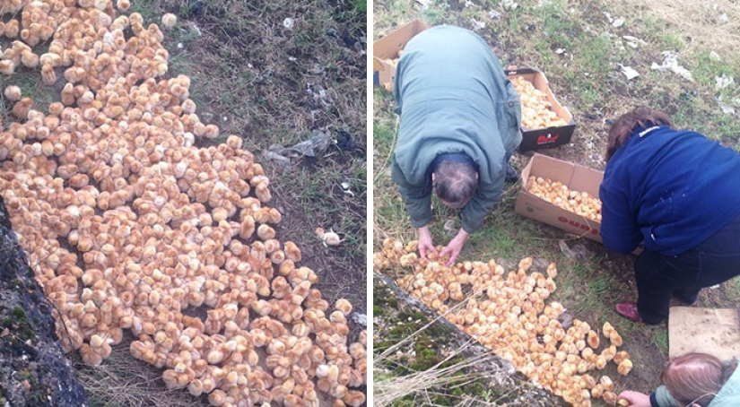 Alguien llevó 1.000 pollos a un campo y los dejó allí para que murieran