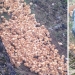 Alguien llevó 1.000 pollos a un campo y los dejó allí para que murieran