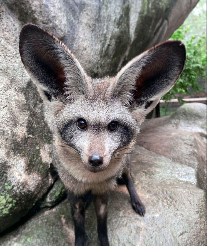 “Algunos tamaños demasiado grandes”: 20 animales dotados de orejas enormes