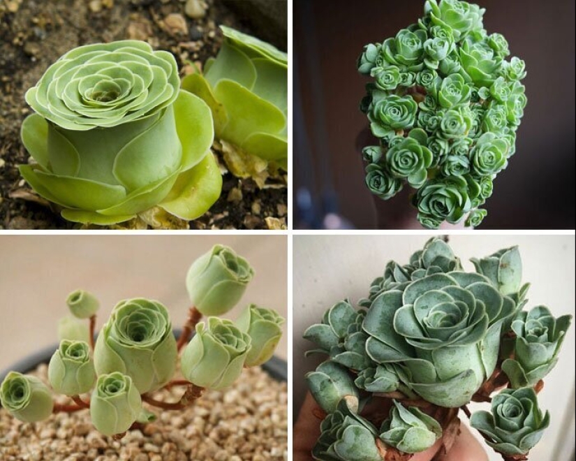Alien plants: the 30 most bizarre succulents