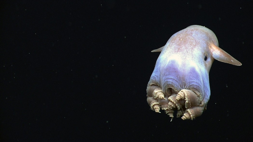Aliens from other worlds: rating of the strangest sea creatures