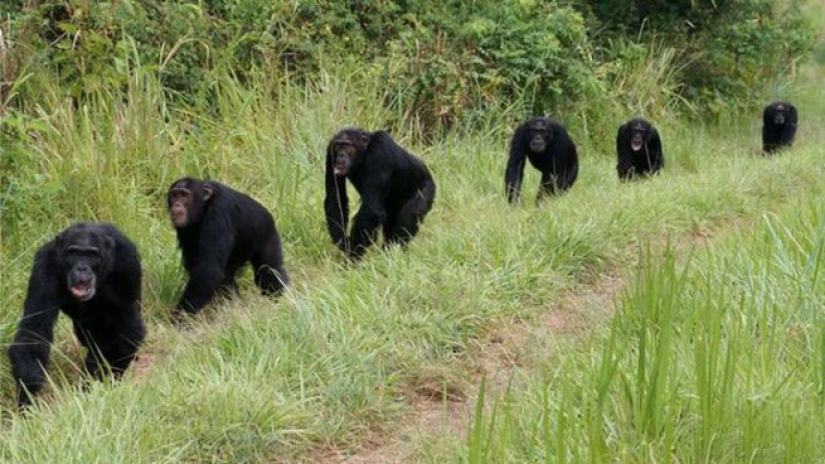 All of the people: how two clans of chimpanzees gave 4-year-old bloody war