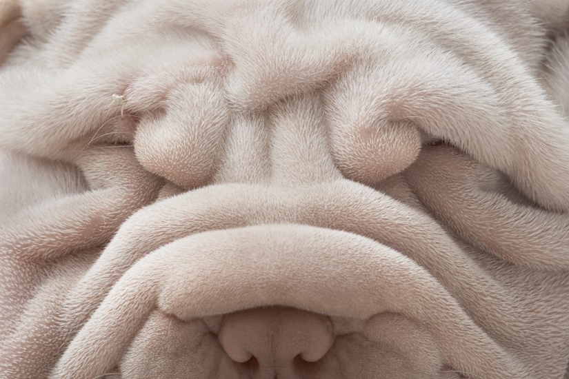 Almost like people. Animals in pictures by Tim Flach