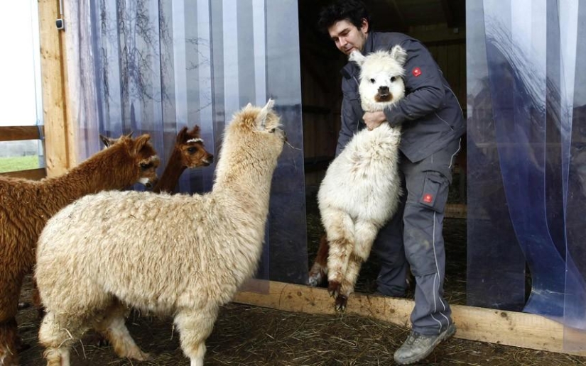 Alpaca Shearing Day in Germany