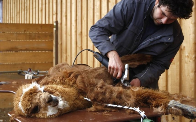 Alpaca Shearing Day in Germany