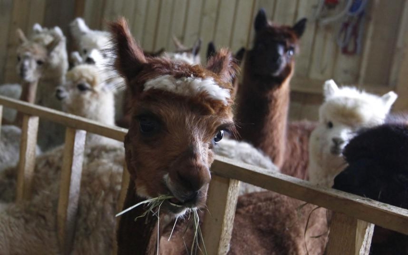 Alpaca Shearing Day in Germany