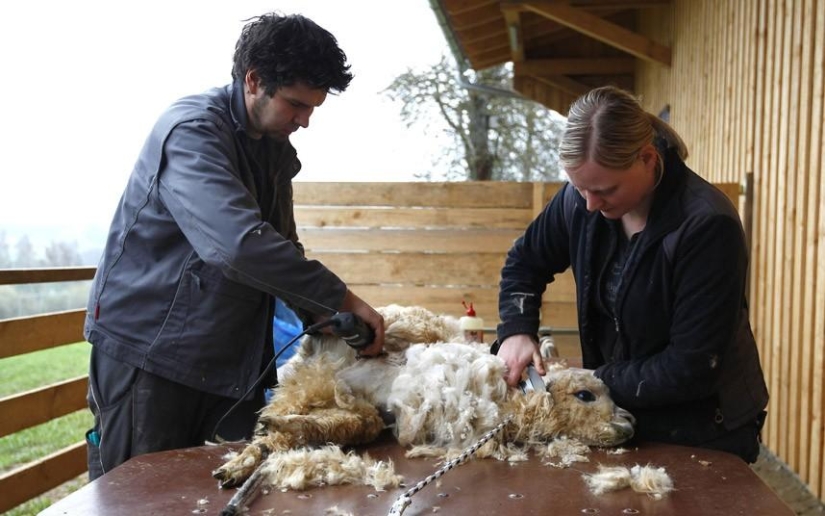 Alpaca Shearing Day in Germany