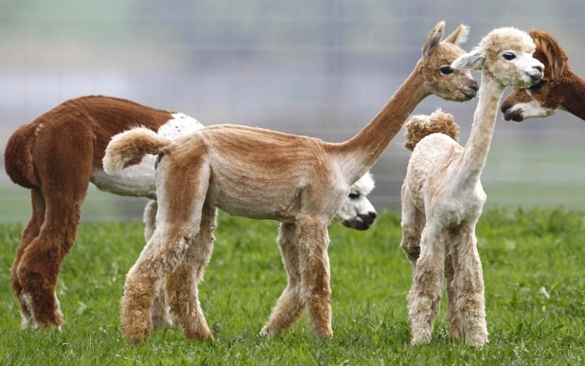 Alpaca Shearing Day in Germany