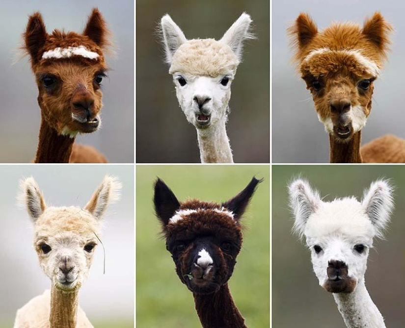 Alpaca Shearing Day in Germany