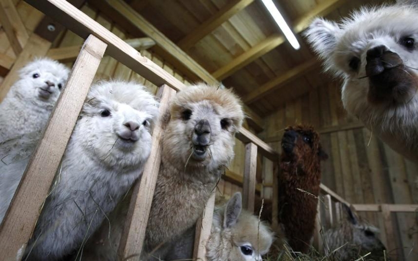 Alpaca Shearing Day in Germany