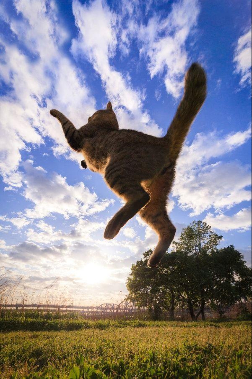 Amazing flying cats