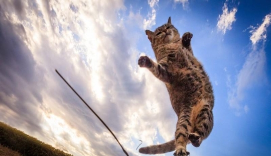Amazing flying cats