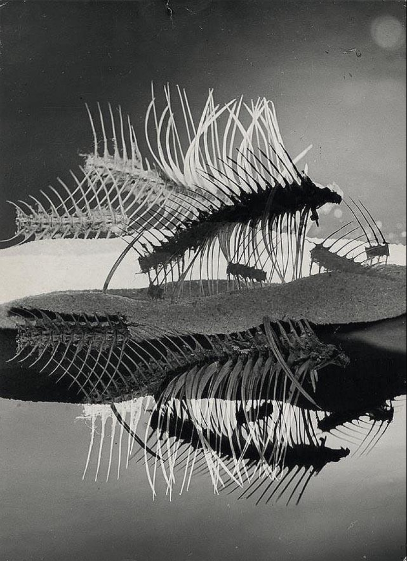 Amazing forms in the photographs of Heinz Hayek-Halke