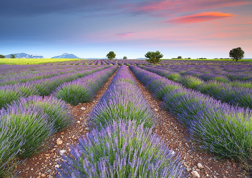 Amazing lavender fields all over the world