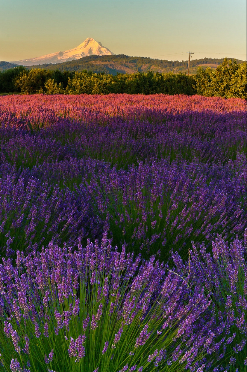 Amazing lavender fields all over the world