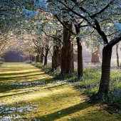 Amazing Maple Glen in New Zealand